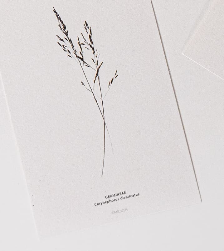 גלויה BOTANICAL - יח' אחרונות – תמונה 4