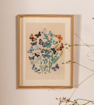 תמונה גדולה  BUTTERFLY BLUE