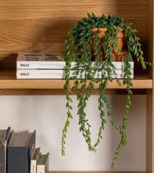 עציץ נשפך PILEA