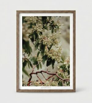 פרינט ARBUTUS