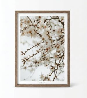 פרינט ALMOND TREE