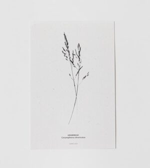 גלויה BOTANICAL - יח' אחרונות