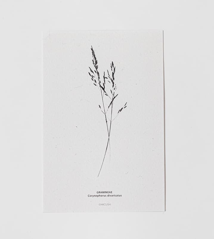 גלויה BOTANICAL - יח' אחרונות