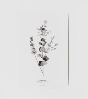 גלויה EUCALYPTUS
