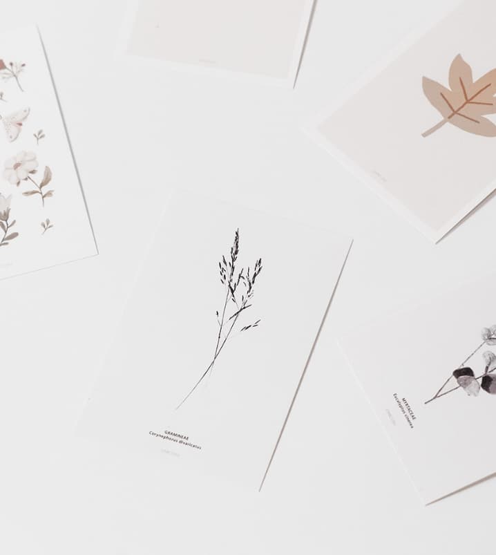 גלויה BOTANICAL - יח' אחרונות – תמונה 2